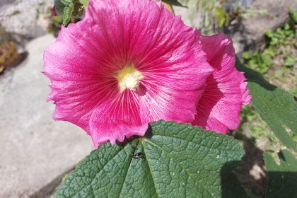 1ÁGUILA ATLÁNTICA flor